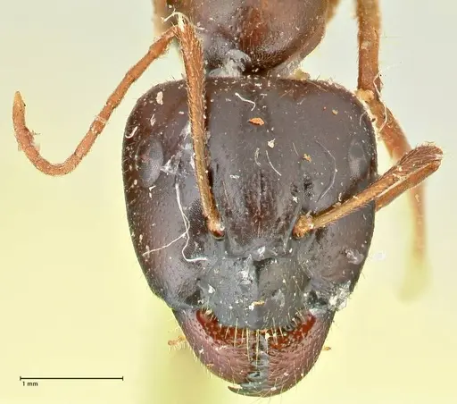 Camponotus fedtschenkoi - FOCOL2412