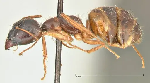Camponotus fedtschenkoi - FOCOL2412