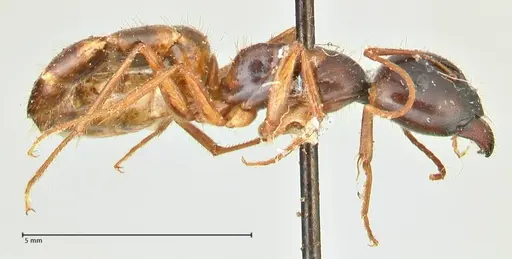 Camponotus fedtschenkoi - FOCOL2412