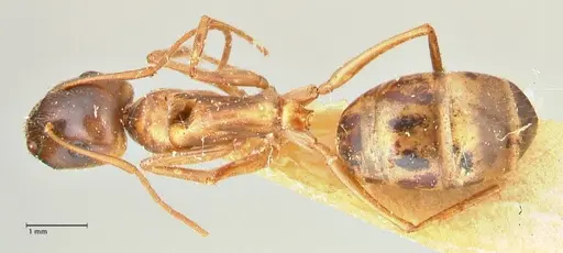 Camponotus fedtschenkoi - FOCOL2413