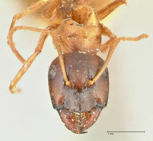 Camponotus fedtschenkoi - FOCOL2413