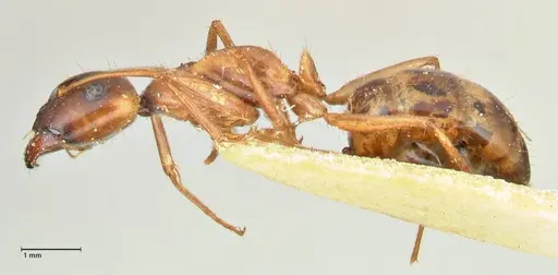 Camponotus fedtschenkoi - FOCOL2413