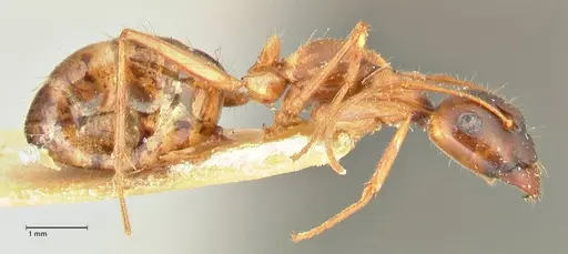 Camponotus fedtschenkoi - FOCOL2413