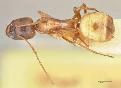 Camponotus fedtschenkoi - FOCOL2414