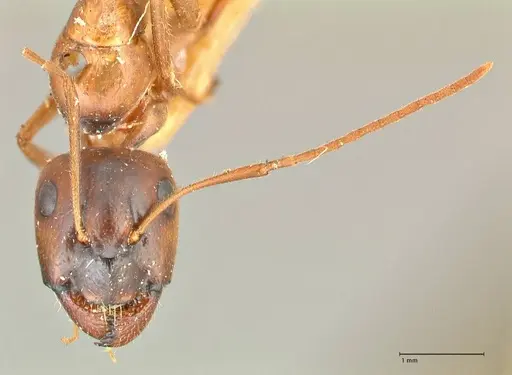 Camponotus fedtschenkoi - FOCOL2414