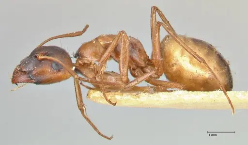 Camponotus fedtschenkoi - FOCOL2414