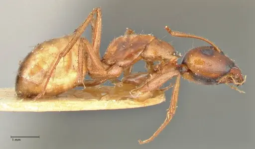 Camponotus fedtschenkoi - FOCOL2414