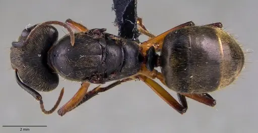 Camponotus femoratus specimen