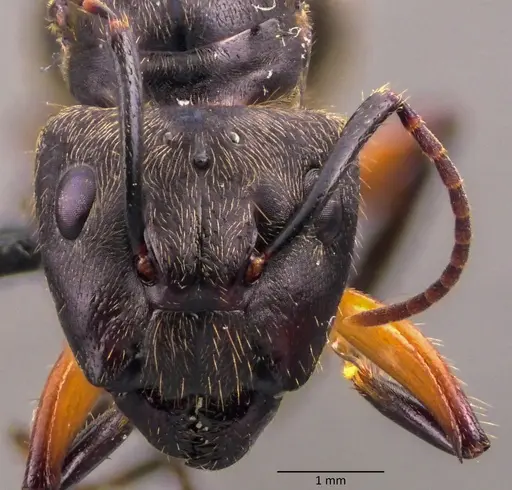 Camponotus femoratus specimen