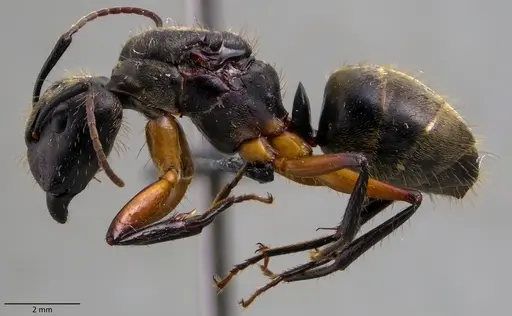Camponotus femoratus specimen