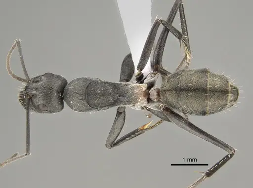 Camponotus fergusoni specimen