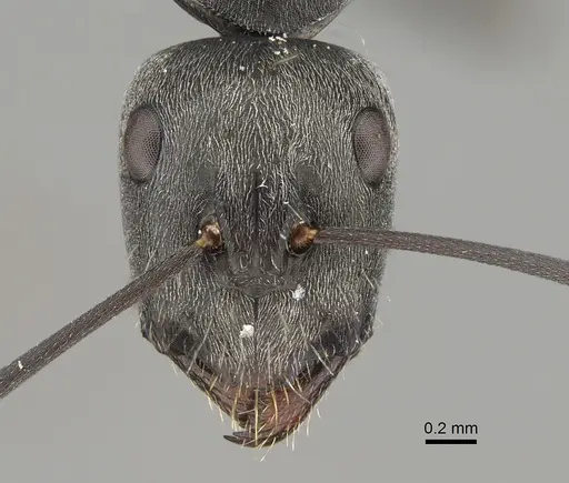 Camponotus fergusoni specimen