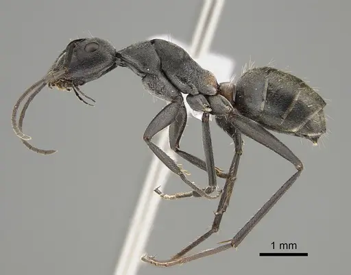 Camponotus fergusoni specimen