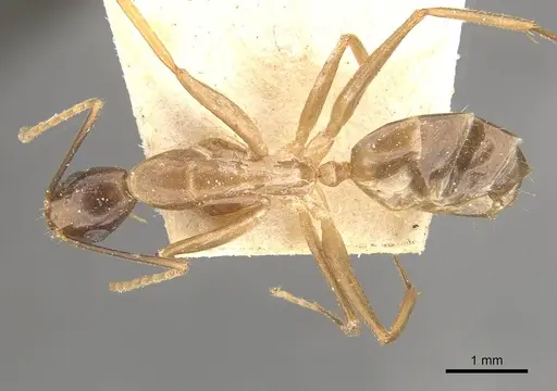 Camponotus ferreri specimen