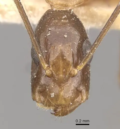 Camponotus ferreri specimen