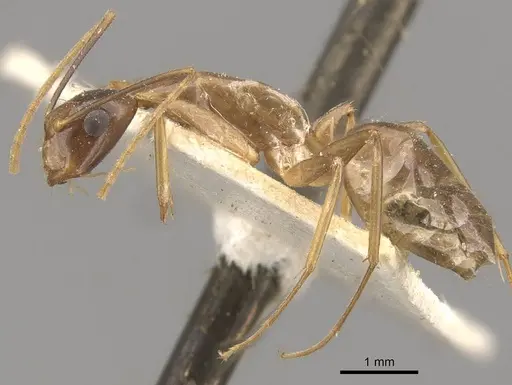 Camponotus ferreri specimen