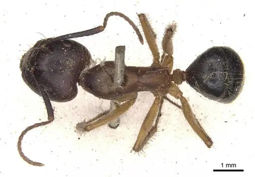 Camponotus fervidus specimen