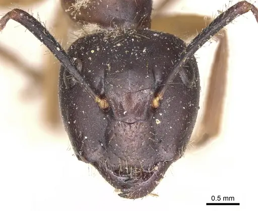 Camponotus fervidus specimen