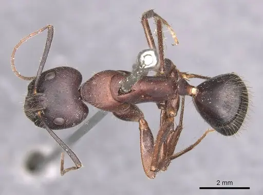Camponotus festai specimen