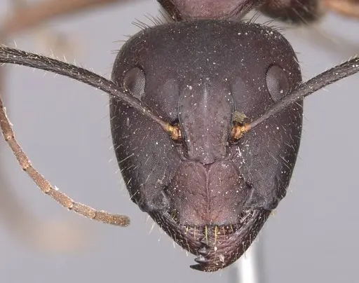 Camponotus festai specimen