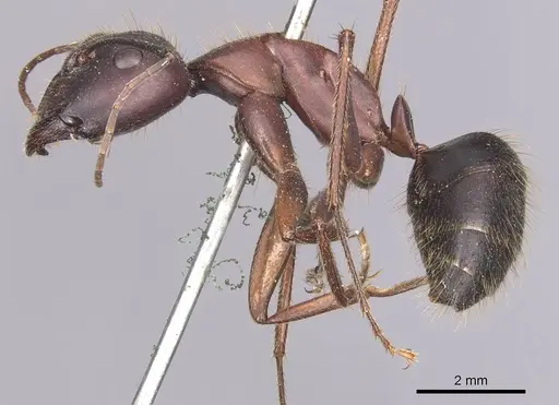 Camponotus festai specimen