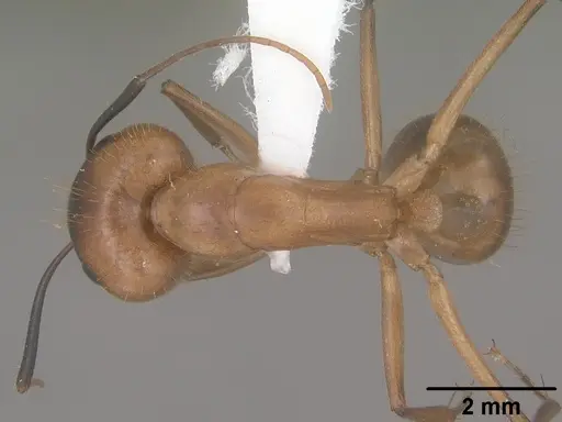Camponotus festinatus specimen