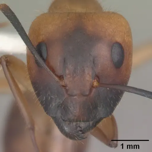 Camponotus festinatus specimen