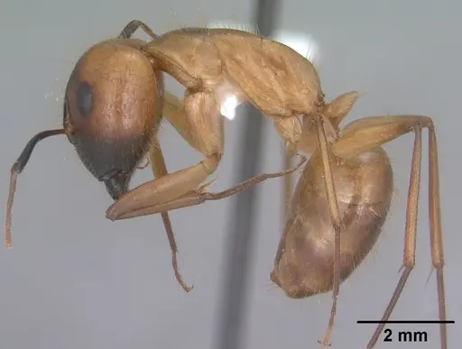 Camponotus festinatus specimen
