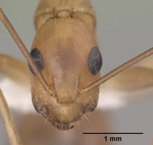 Camponotus festinatus - CASENT0102775