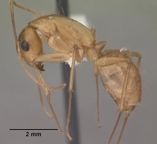 Camponotus festinatus - CASENT0102775