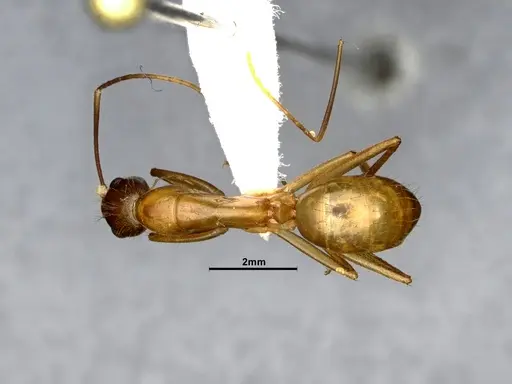 Camponotus festinatus - CASENT0220381