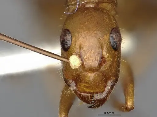 Camponotus festinatus - CASENT0220381