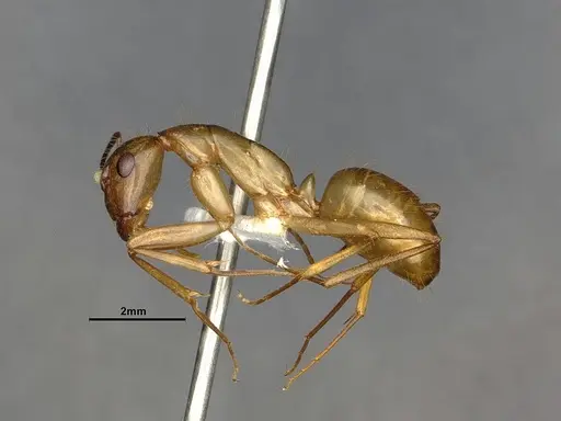 Camponotus festinatus - CASENT0220381