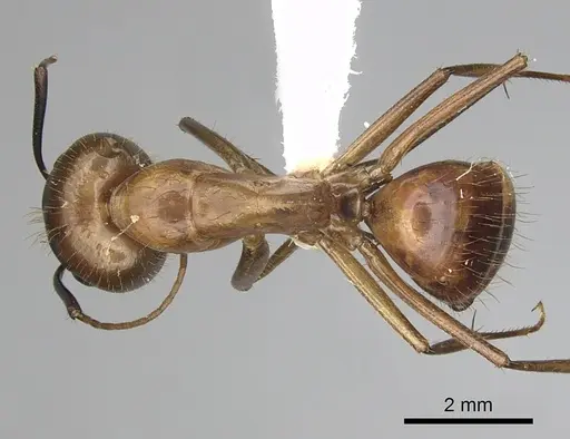 Camponotus festinatus - CASENT0280023