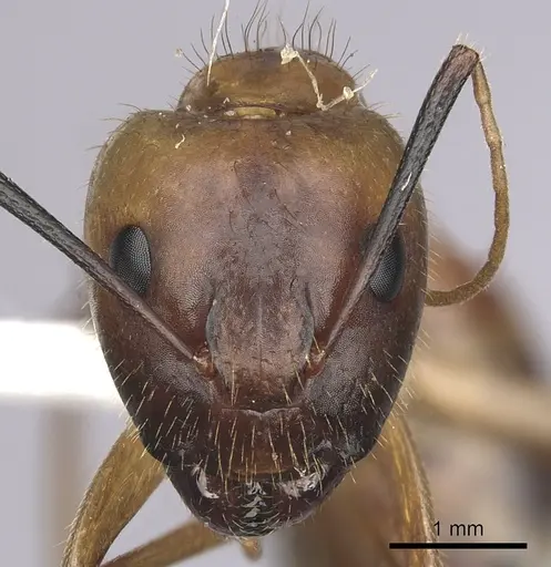 Camponotus festinatus - CASENT0280023