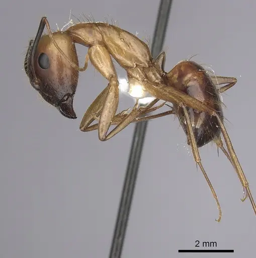 Camponotus festinatus - CASENT0280023