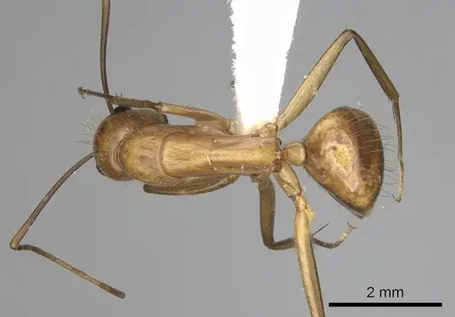 Camponotus festinatus - CASENT0280024