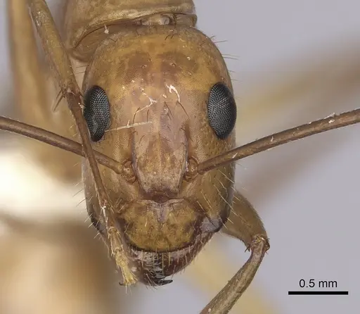 Camponotus festinatus - CASENT0280024