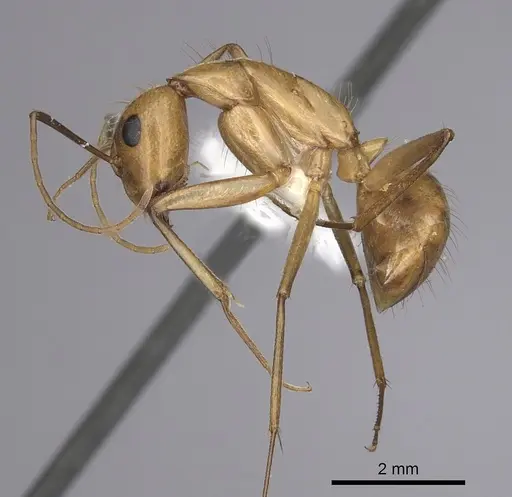 Camponotus festinatus - CASENT0280024