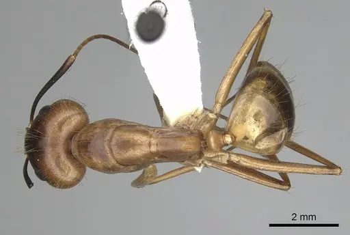 Camponotus festinatus - CASENT0280025