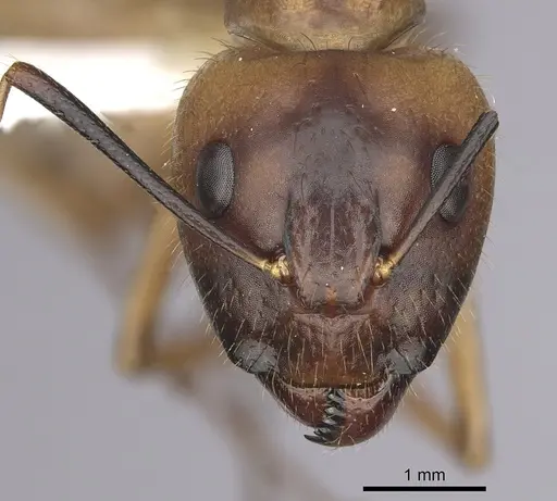 Camponotus festinatus - CASENT0280025