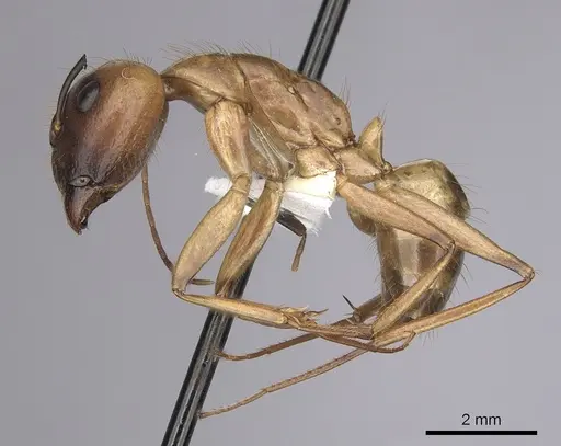 Camponotus festinatus - CASENT0280025