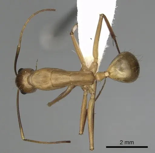 Camponotus festinatus - CASENT0280026