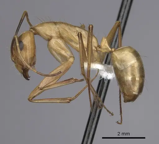 Camponotus festinatus - CASENT0280026