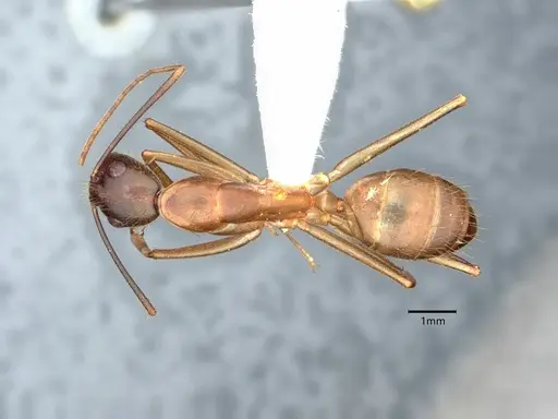 Camponotus festinatus - CASENT0882168