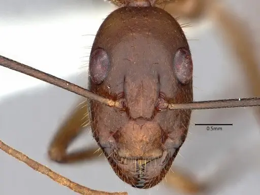 Camponotus festinatus - CASENT0882168