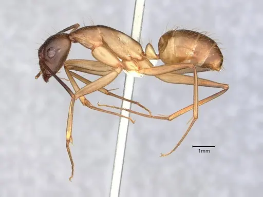 Camponotus festinatus - CASENT0882168
