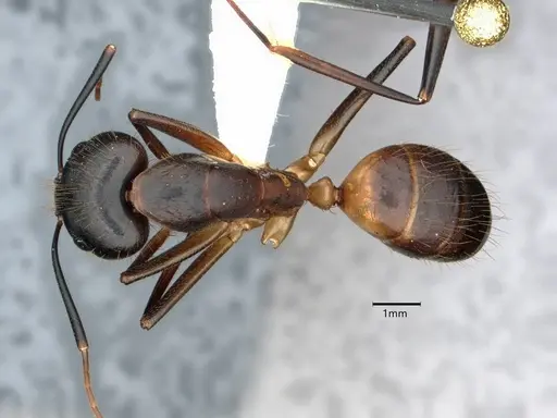 Camponotus festinatus - CASENT0882173