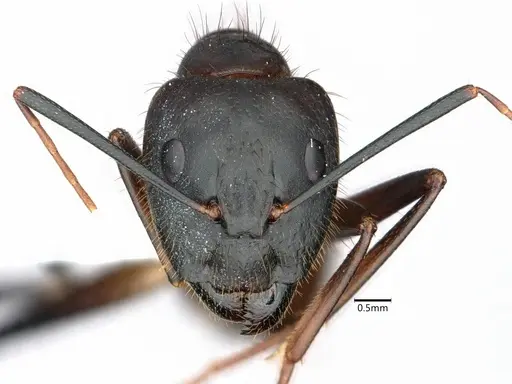 Camponotus festinatus - CASENT0882173
