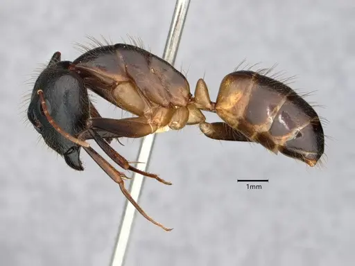 Camponotus festinatus - CASENT0882173